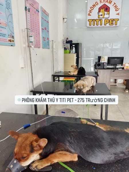 Hình ảnh Bệnh viện Thú y TiTi Pet Đà Nẵng - 4