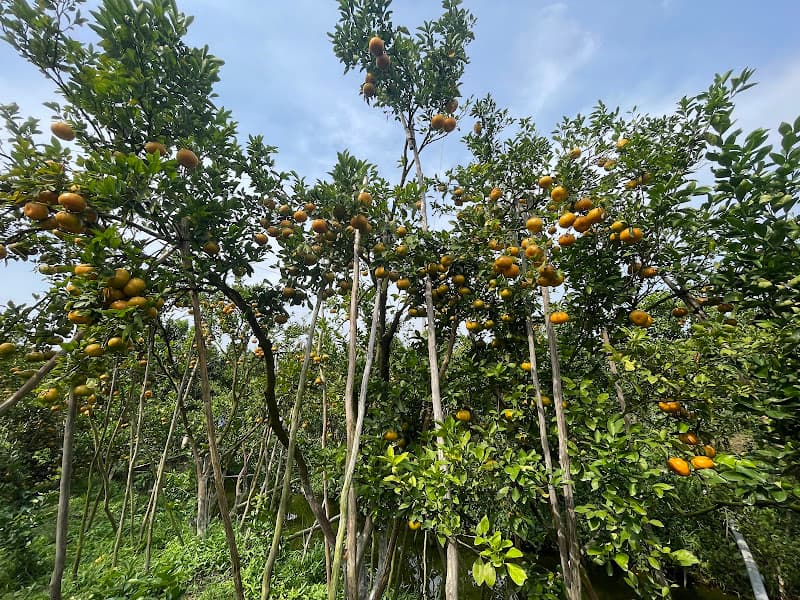 Hình ảnh Vườn Quýt Hồng Lan Anh - 2