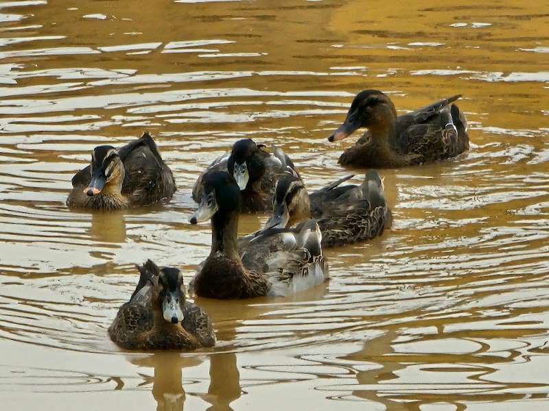 Hình ảnh Nhà hàng vịt trời Liêm Đào - 2