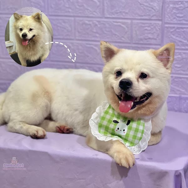 Hình ảnh Simba PET Shop - 4