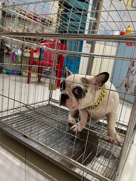 Hình ảnh Phòng khám thú y Sam Pet - 6