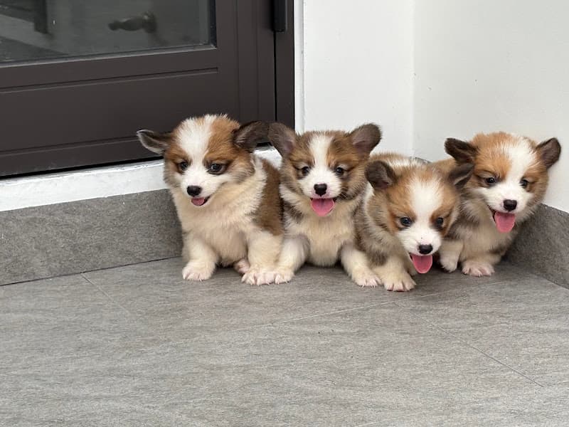 Hình ảnh Chó Cảnh Đà Nẵng Bông Pet - 4