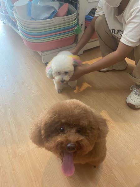 Hình ảnh Momo Pet - 2