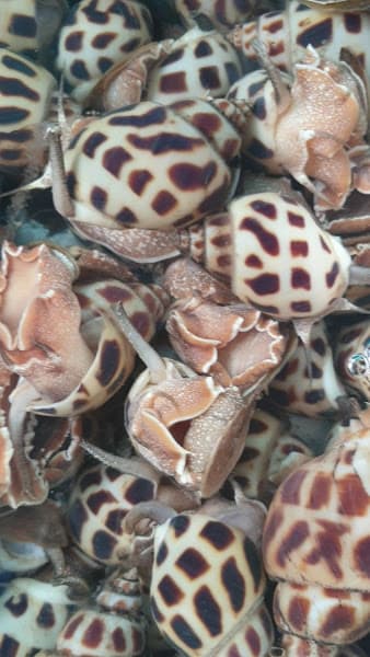 Hình ảnh Nhà hàng Hương Biển - 5