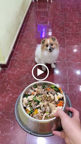 Hình ảnh Bon Béo Spa - Tiệm Tắm Cún Meo - 2