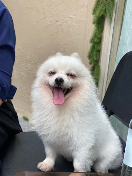 Hình ảnh Tín Poodle - Tiệm Giặt Tỉa Thú Cưng - 2