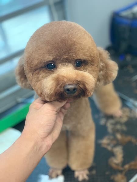 Bệnh Viện Thú Y Bảo Minh Châu