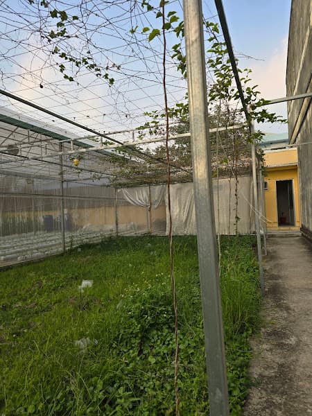 Hình ảnh CLB TT Thanh Thiếu Niên Pickleball Hà Huy Tập - 4