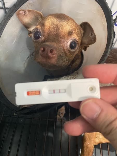 Hình ảnh Phòng Khám Thú Y CnD Pet Clinic - 3