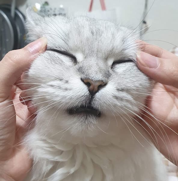 Hình ảnh Mèo Nuôi Mèo Petshop - 7