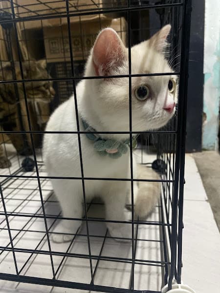 Hình ảnh Dịch Vụ Trông Giữ Chó Mèo Nami Cat Home - 2