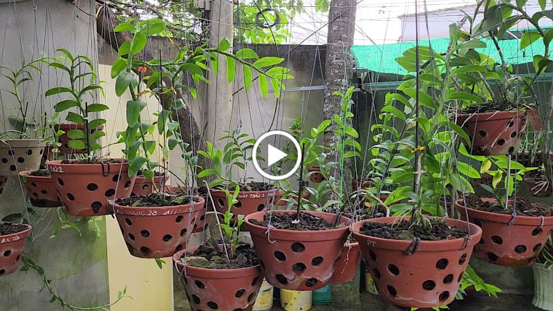 Hình ảnh Cafe Võng Sân Vườn Minh Thư - 6