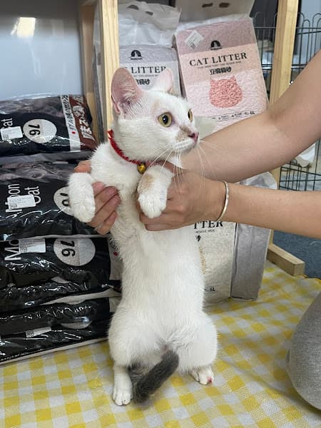 Hình ảnh Pet Home - Gia Đình & Thú Cưng BMT - 2