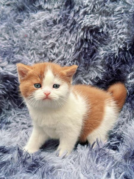 Hình ảnh Tiệm Làm Đẹp Thú Cưng - PewPew - 7