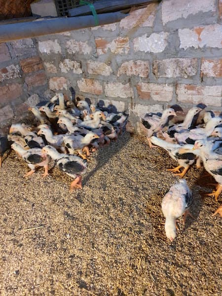 Hình ảnh Yến Sào Việt Hồng - 4