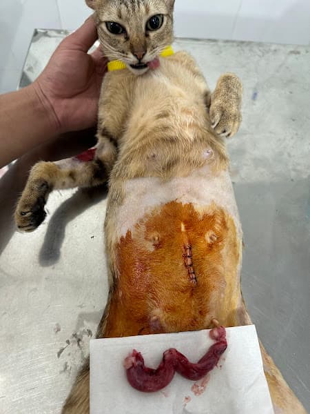 Hình ảnh Phòng Khám Thú Y AMICA - 5