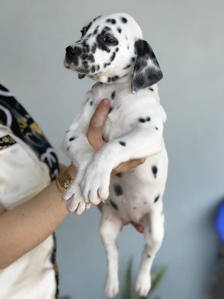 Ảnh bìa Cửa hàng thú cưng Phúc Đốm