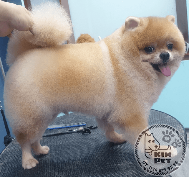 Hình ảnh KimPet Sađec Spa&Grooming, Hotel thú cưng - 4