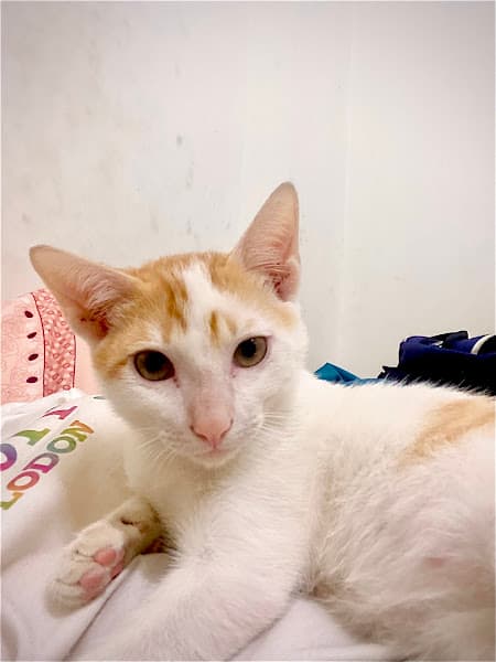 Hình ảnh Thú y Lucky Pets - 2