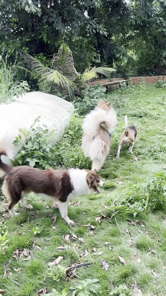 Hình ảnh Laputa Farm - 4