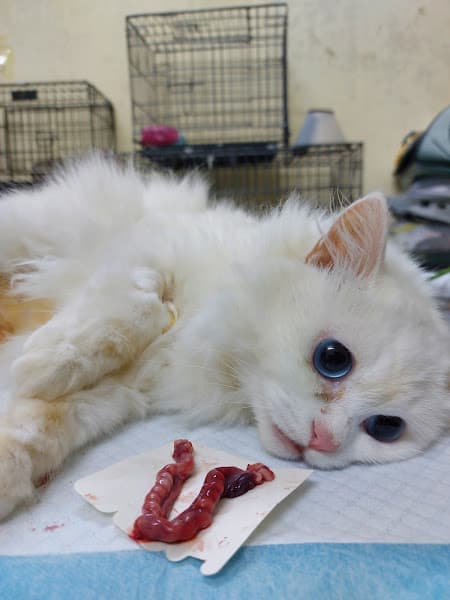 Bệnh Viện Thú Y HomePet Bắc Ninh