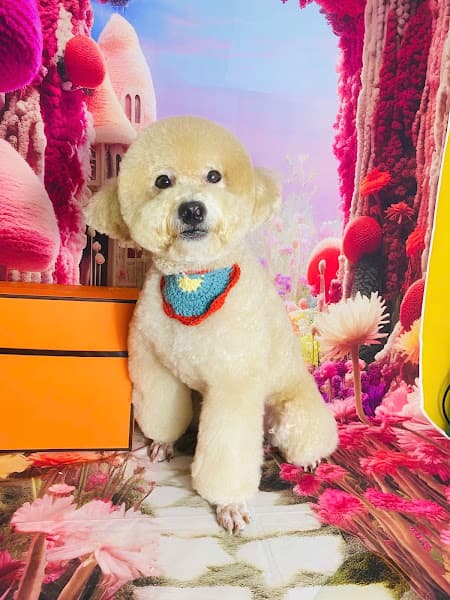 Hình ảnh Múp Pet - 3