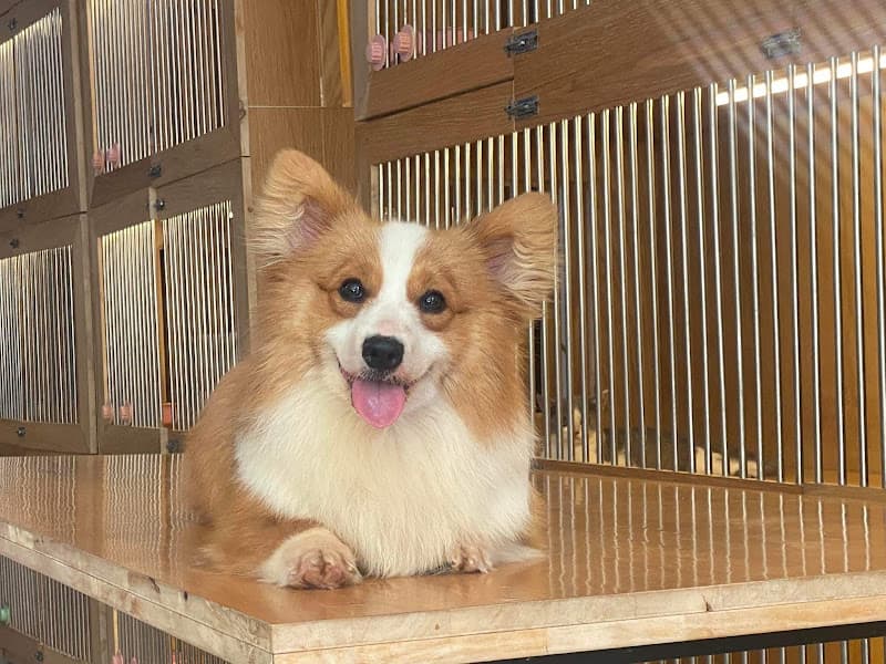 MiLa Pet Lương Tài - Cửa Hàng Thú Cưng