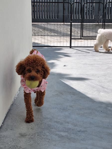 Ảnh bìa Alpha Pet Hotel