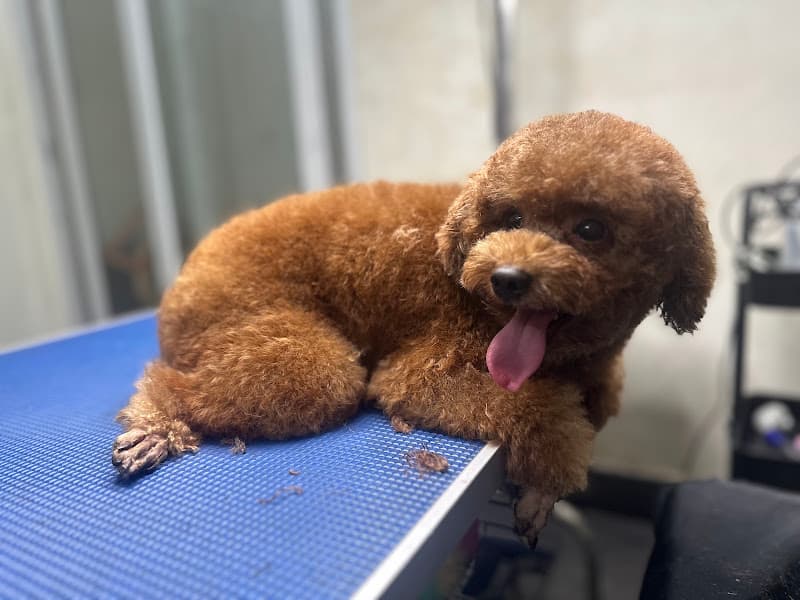 Phòng Khám Thú Y Phước An