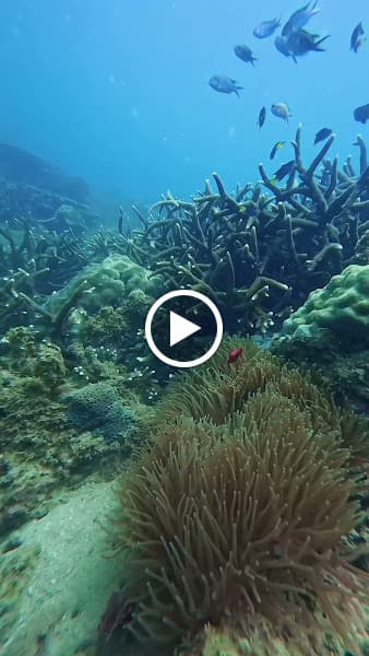 Hình ảnh Vùng chill Tour chèo Sup Đà Nẵng - Camping- Freediving- Sup Rental - 2