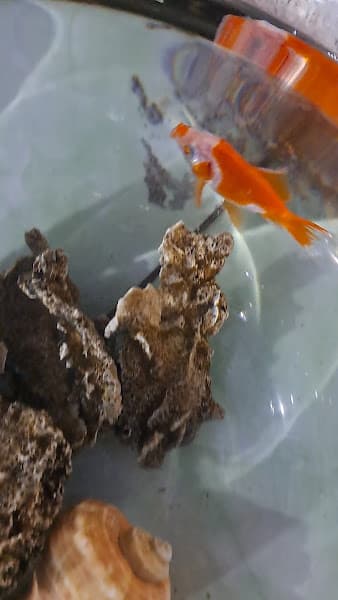 Hình ảnh HẢI SẢN DUYÊN HẢI - 2