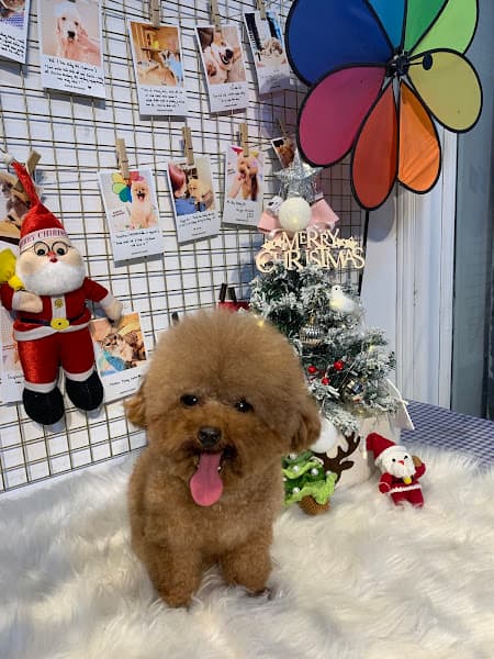 Hình ảnh ZinZin PetHome - Spa & Hotel - Siêu Thị Thú Cưng - 2