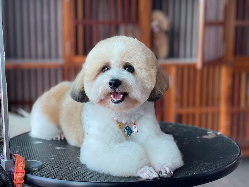 Hình ảnh Spa Hotel Thú Cưng-Pet Family Huế - 4