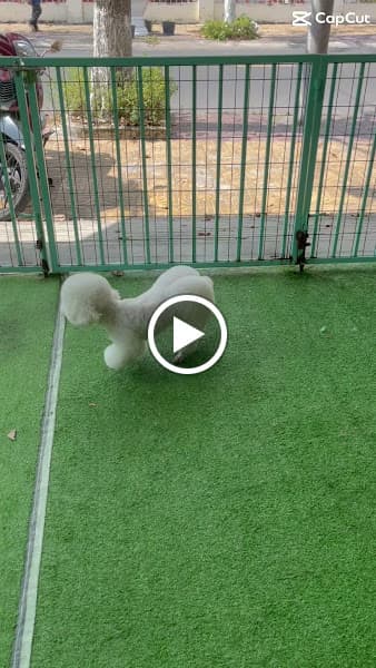 Hình ảnh Tiệm làm đẹp:PET CƯNG spa cắt tỉa làm đẹp thú cưng - 2