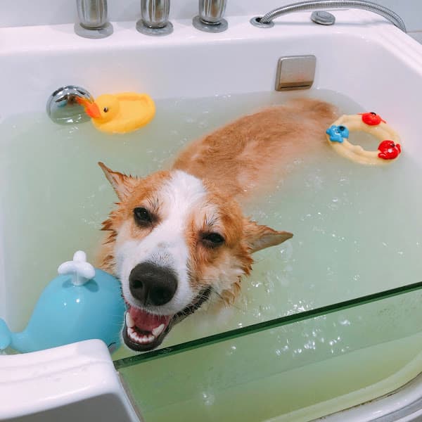 Hình ảnh MundoPet 266TôHiệu - 10