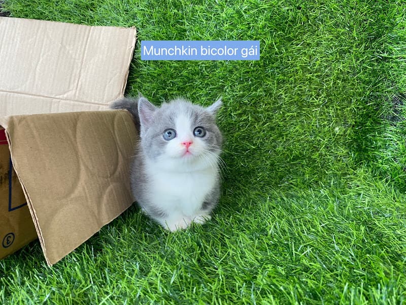 Hình ảnh Sóc Pet Shop Chó Mèo - Spa - Thức Ăn - Phụ Kiện - Phối Giống - Bmt - Đắk Lắk - 2