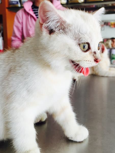 Hình ảnh Mon House Pet - 2