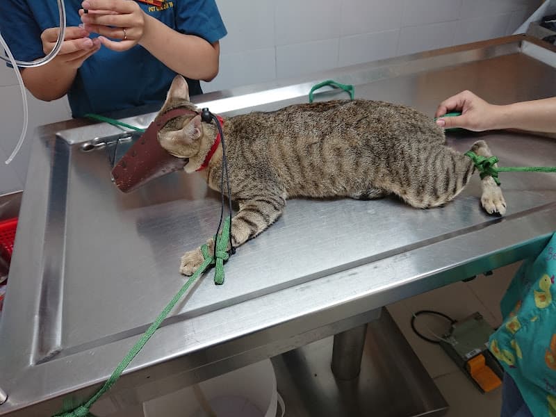 Ảnh bìa Trung Tâm Chăm Sóc Chó Mèo Pet Care