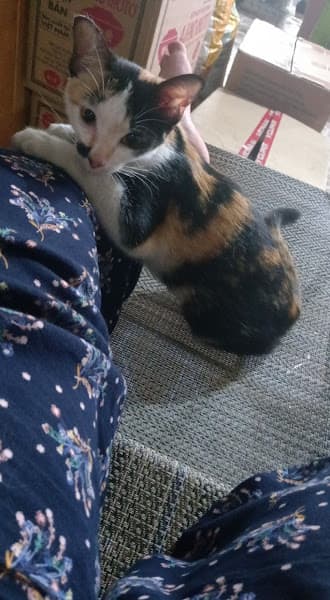 Thú Y Tận Nhà BEE PET