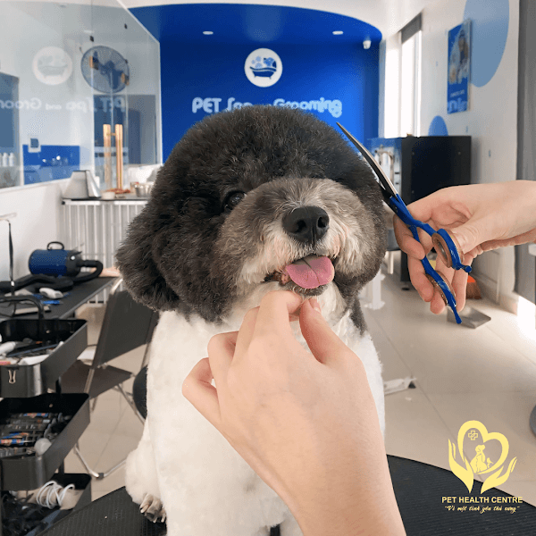 Hình ảnh Bệnh Viện Thú Y Pet Health Centre Long Khánh - 4