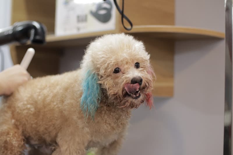 Ảnh bìa Beem Pet Shop