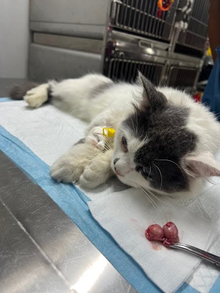 Ảnh bìa Phòng khám Thú y Thanh Đàm