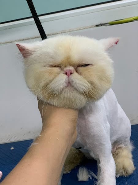 Hình ảnh Bệnh viện Thú y Thái Nguyên - PETTHAI - 3