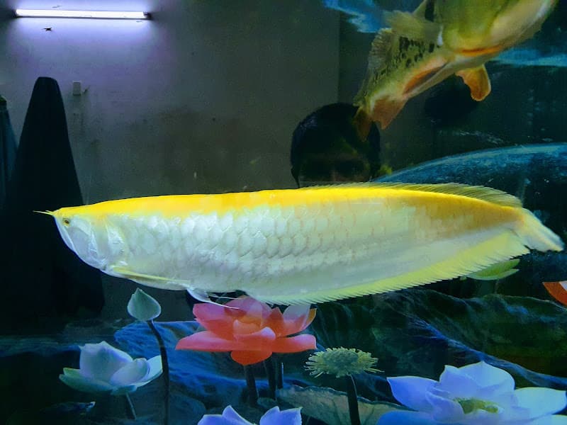 Hình ảnh Quán Gỏi Cá Nhung - 2