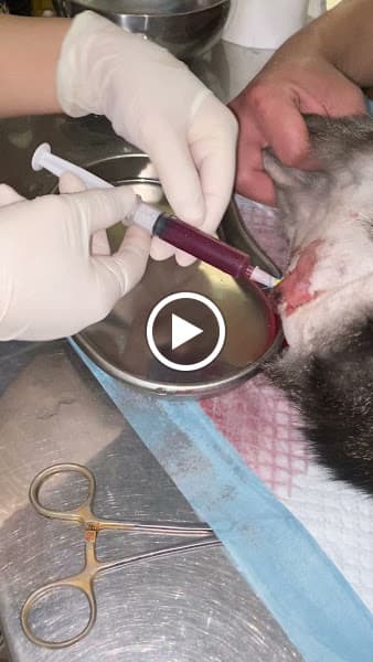 Hình ảnh Phòng Khám Thú Y Mypet Hải Phòng - 6