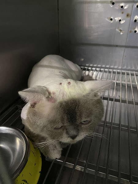 Hình ảnh Bệnh Viện Thú Y PetHealth Thái Nguyên - 2