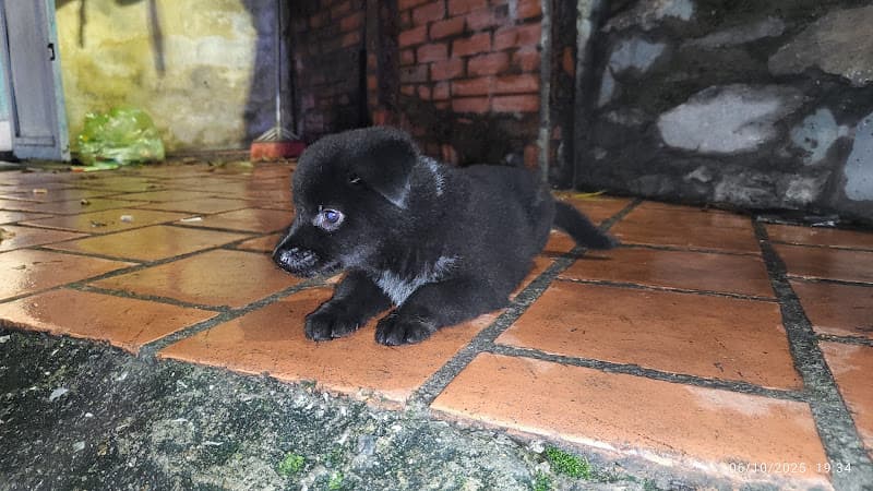 Thú y Hoàng Dương