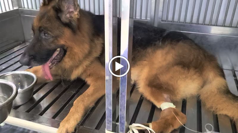 Hình ảnh Bệnh Viện Thú Y Nha Trang (Nha Trang Veterinary Hospital) - Ветеринарная больница Нячанг - 2