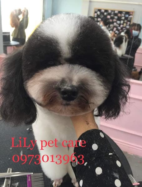 Hình ảnh LiLy Pet Care Tiệm Làm Đẹp Thú Cưng - 4