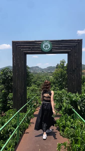 Hình ảnh Vườn hoa cải trắng - hướng dương - 4